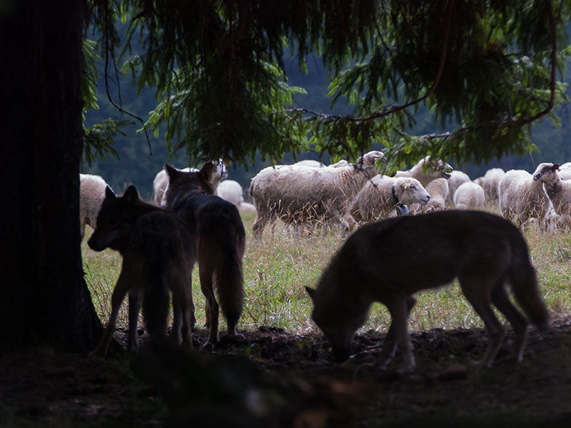 Zusammenleben von Mensch und Wolf in den Alpen: neues EU-Projekt