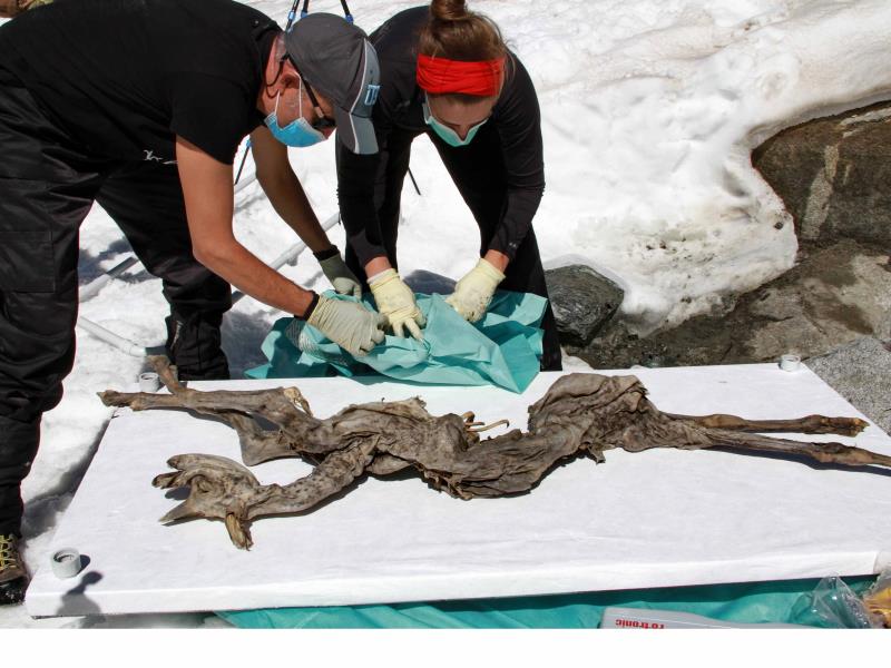 A 400-year-old chamois will serve as a model for research on ice mummies