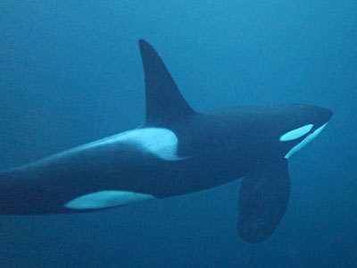 Norwegens Schwertwale