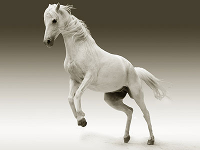 Equus in fabula