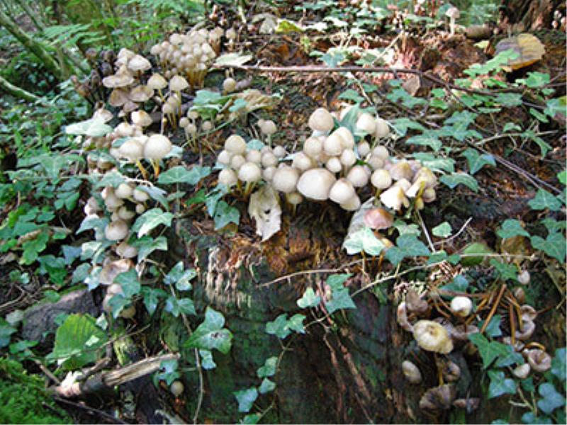 Pilze in den herbstlichen Wäldern Südtirols