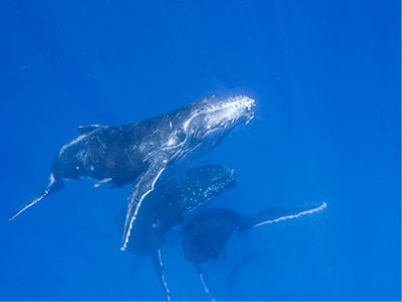 Kidscience:  Wale erforschen und besser schützen