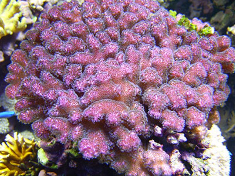 Kidscience: Piante o animali? I coralli