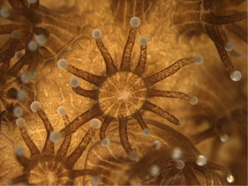 La natura al microscopio: i coralli