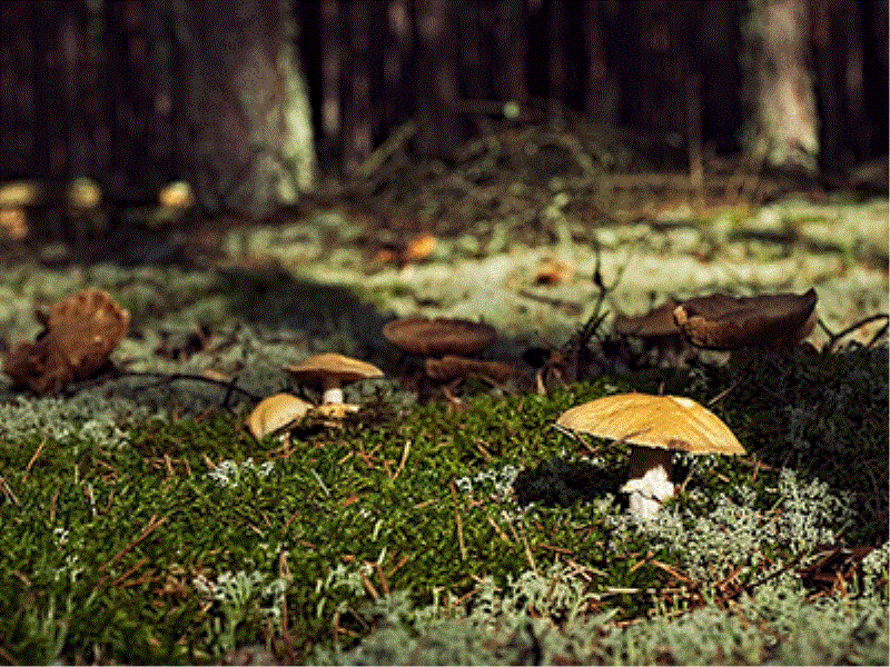 Exkursion: Pilze in den herbstlichen Wäldern Südtirols