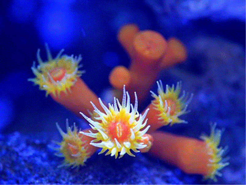 Korallen – Bizarre Baumeister