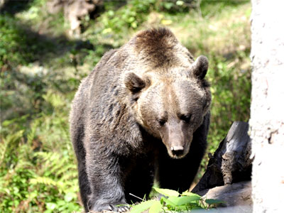 Braunbären als Nachbarn im Trentino und in den Alpen: erste Ergebnisse und Ausblicke