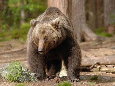 Biologie und Lebensraum der Braunbären im Alpenraum