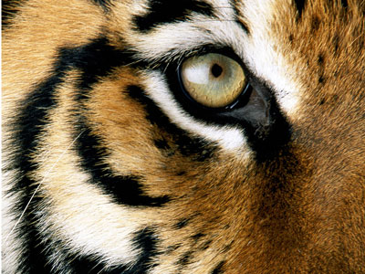Eye on the tiger