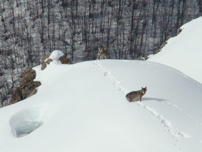 Die Rückkehr der Wölfe in den Alpen – Forschung, Monitoring und Management