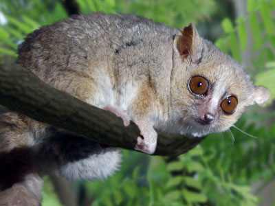Madagaskar - Land der Lemuren