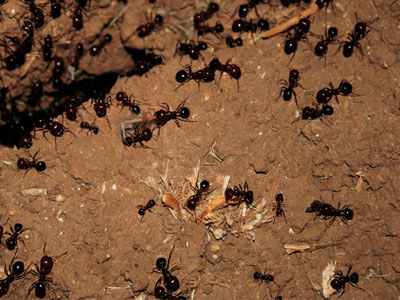 Ordnung im Chaos: Kommunikation und Kooperation im Superorganismus Ameisenstaat