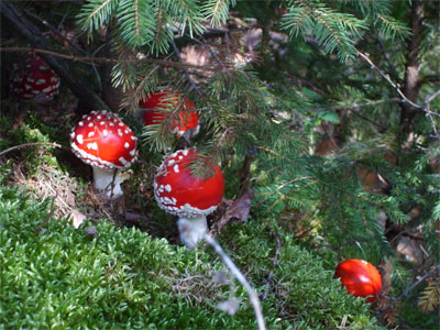 Pilze in den herbstlichen Wäldern um Bozen