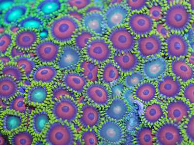 Korallen in Hausaquarien sind giftig...