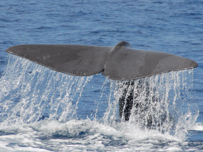 Die unglaublichen Routen der Wale im Mittelmeer