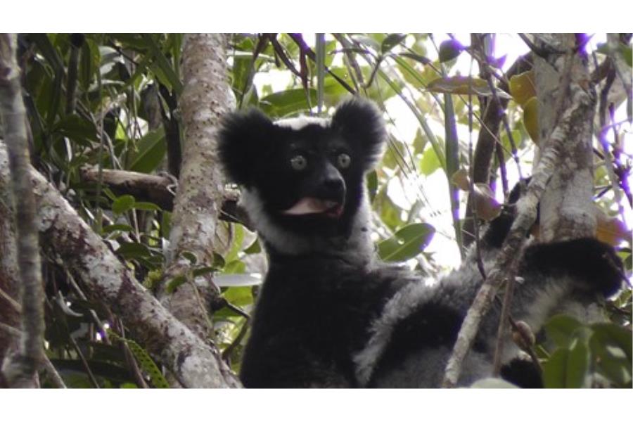 Nell’interazione fra suolo e intestino dei lemuri la chiave per la loro tutela?